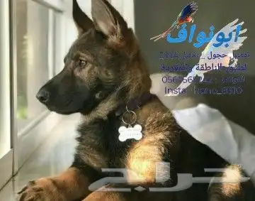 تاغات قلايد للكلاب والقطط 5