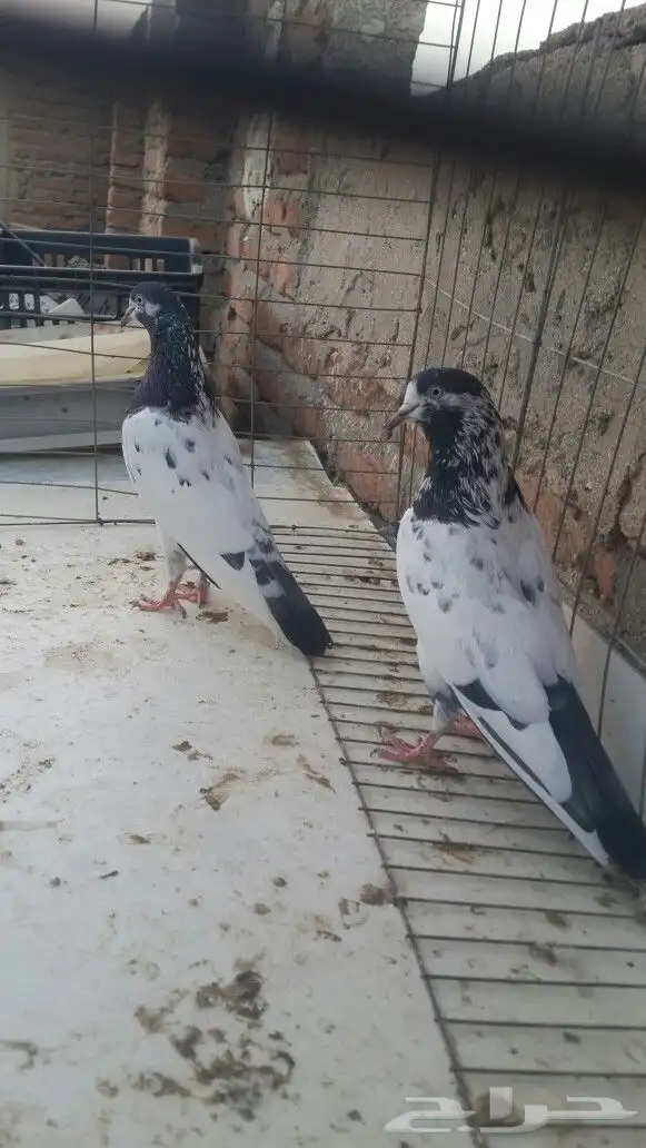 طبات تيدي صافيه 30