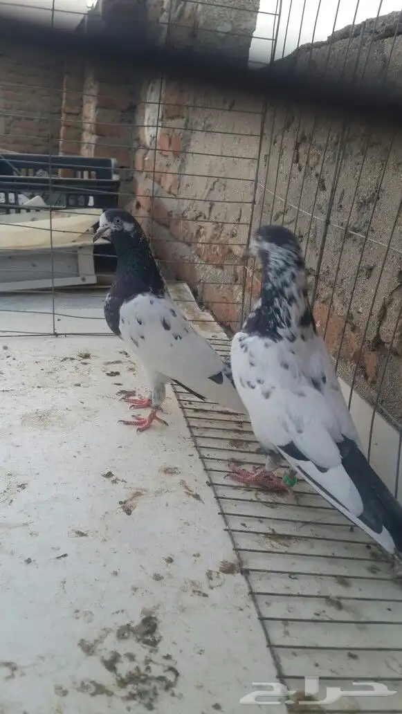 طبات تيدي صافيه 29