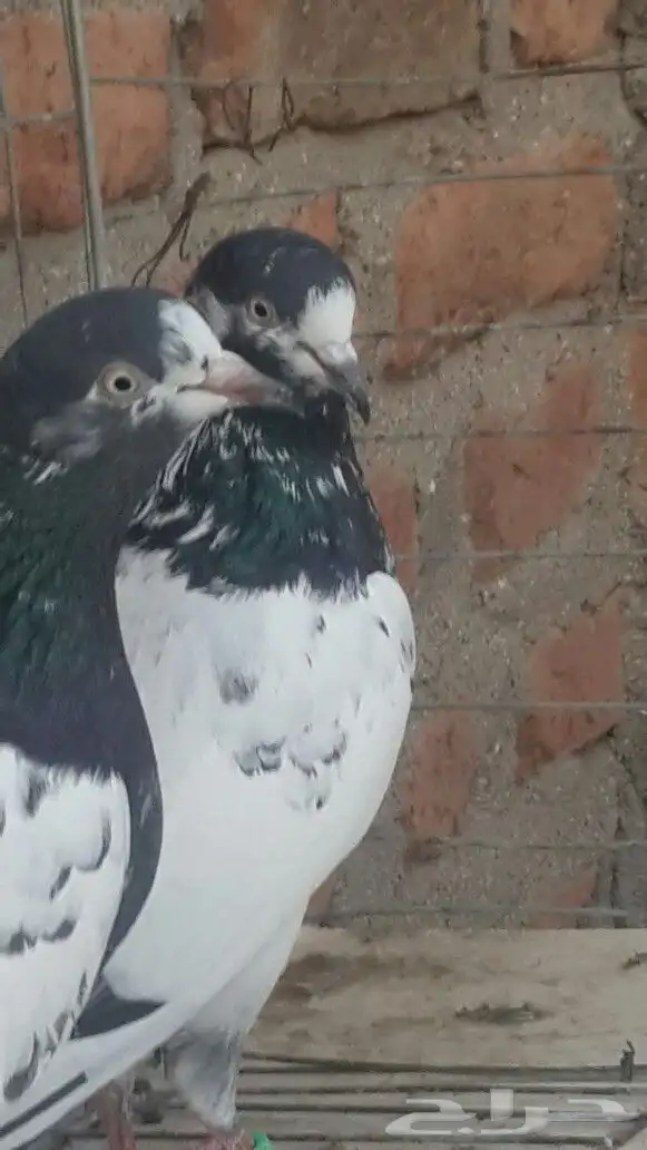 طبات تيدي صافيه 32