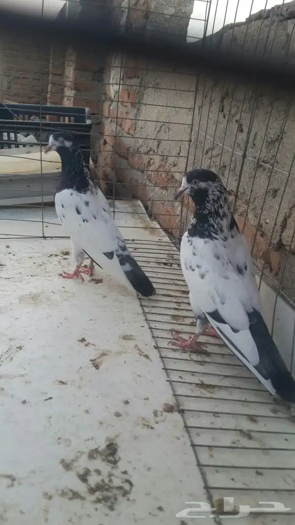 طبات تيدي صافيه 31