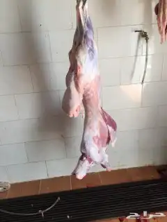 ابو عمر للذبايح فاخر من الاخر 2