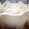 ذبايح حري نجدي سواكني مع خدمة السلخ والتوصيل 3