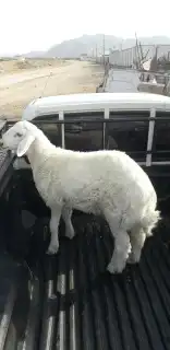 ذبايح حري نجدي سواكني مع خدمة السلخ والتوصيل 2
