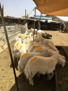 ذبايح حري نجدي سواكني مع خدمة السلخ والتوصيل 1