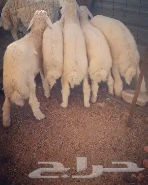 ذبايح حري نجدي سواكني مع خدمة السلخ والتوصيل 4