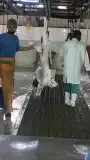 ذبايح حري نجدي سواكني مع خدمة السلخ والتوصيل 5