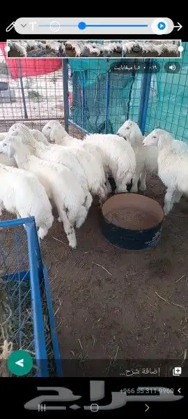 ذبايح للبيع شامل السلخ والتوصيل يوجد مشاوي 0