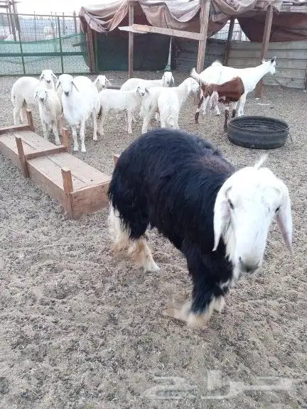 ذبايح واصله الى منزلك 35