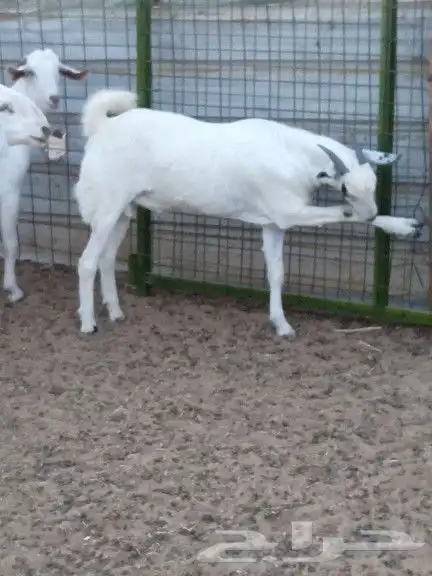 ذبايح واصله الى منزلك 38