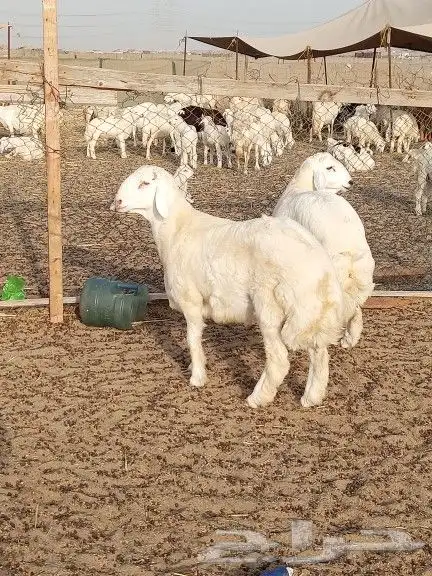 ذبايح واصله الى منزلك 40