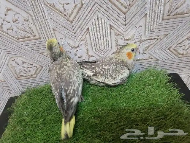 فرخين كروان فراشه باكستاني لمحبي الهدد والغر 1