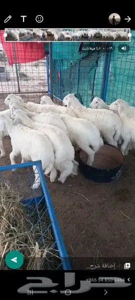 ضحايا حري شامل التوصيل (يوجد معلم مشاوي) 0