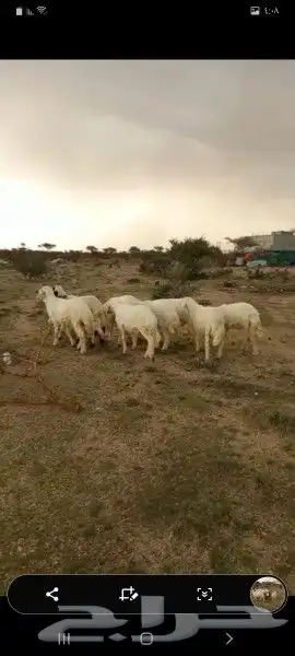 ضحايا بريه حريه وسواكن يوجد خدمة الصلخ والتوصيل 5