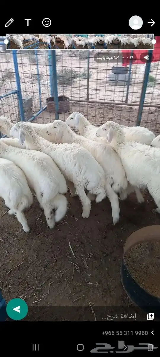 ضحايا بريه حريه وسواكن يوجد خدمة الصلخ والتوصيل 9
