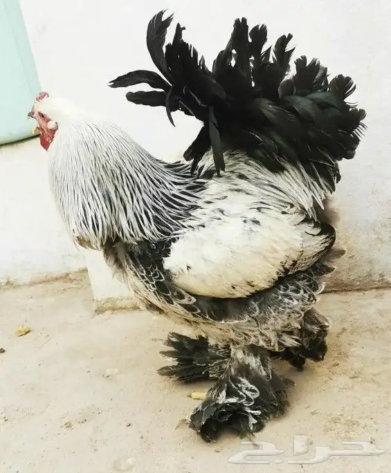 بيض دجاج براهما مخصب 1