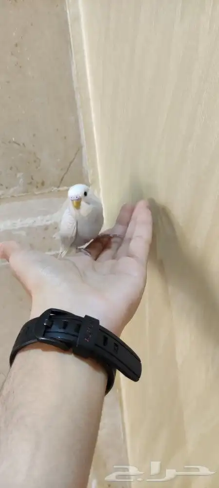 فروخ بادجي اليفه 6