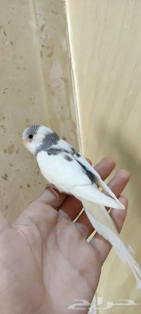 فروخ بادجي اليفه 0