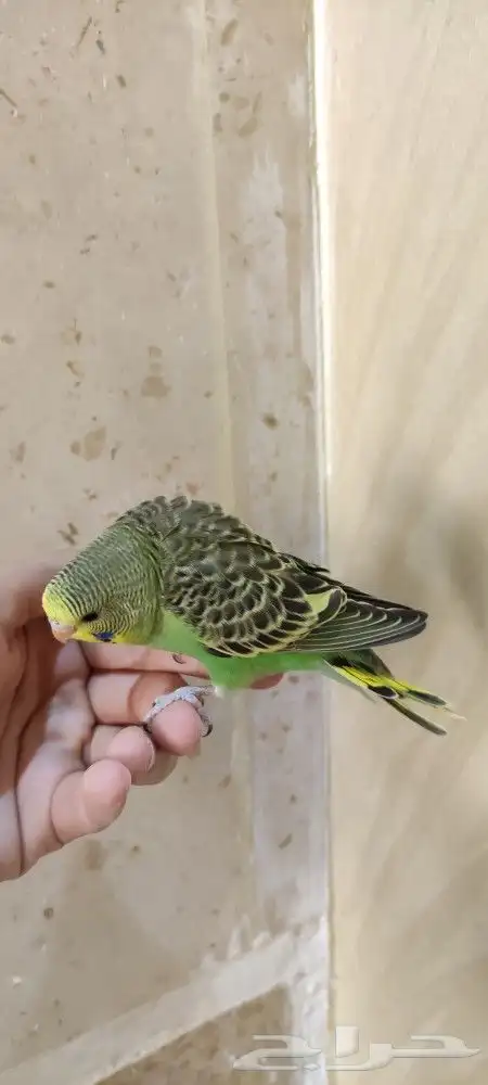 فروخ بادجي اليفه 9