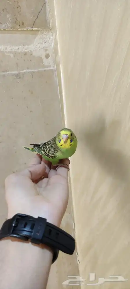 فروخ بادجي اليفه 7