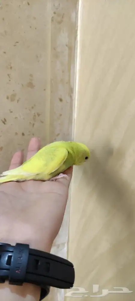 فروخ بادجي اليفه 2