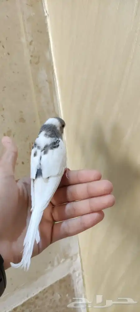 فروخ بادجي اليفه 1