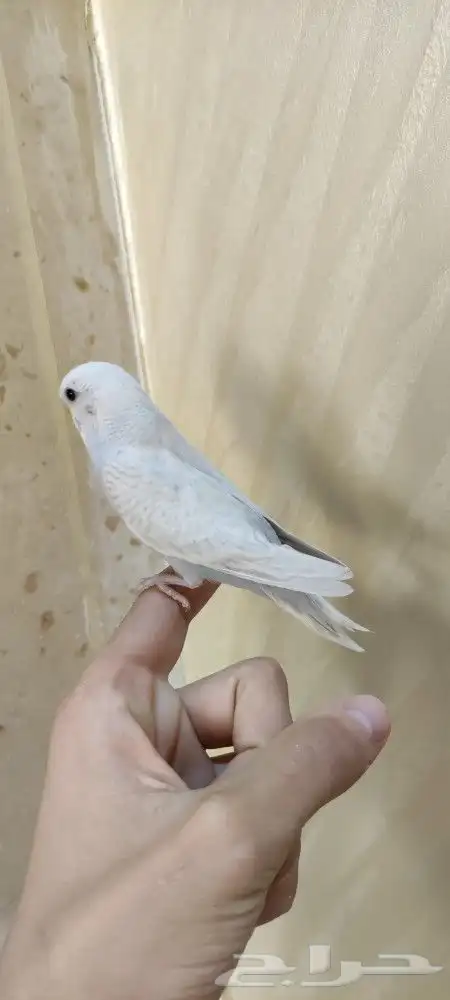 فروخ بادجي اليفه 4