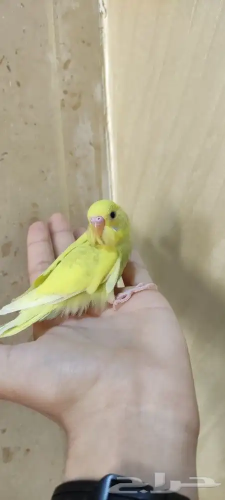 فروخ بادجي اليفه 3