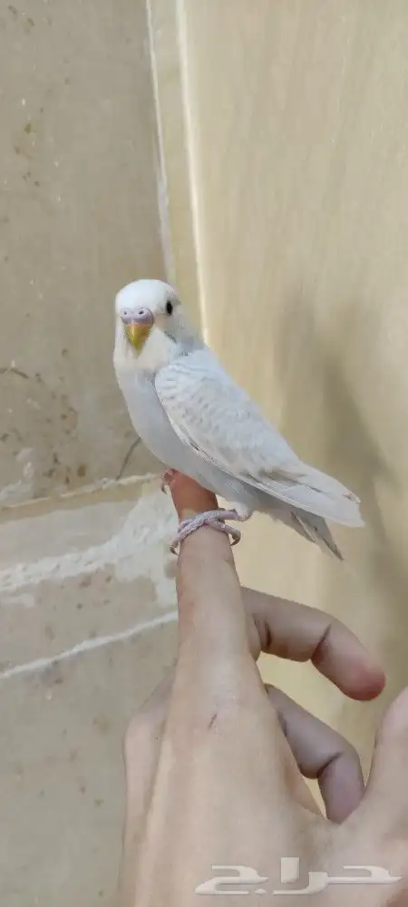 فروخ بادجي اليفه 5