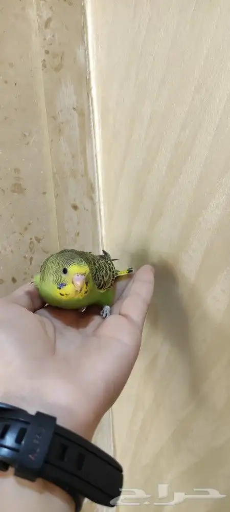 فروخ بادجي اليفه 8