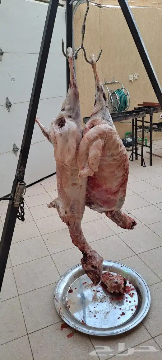 معلم شوي مشاوي 1
