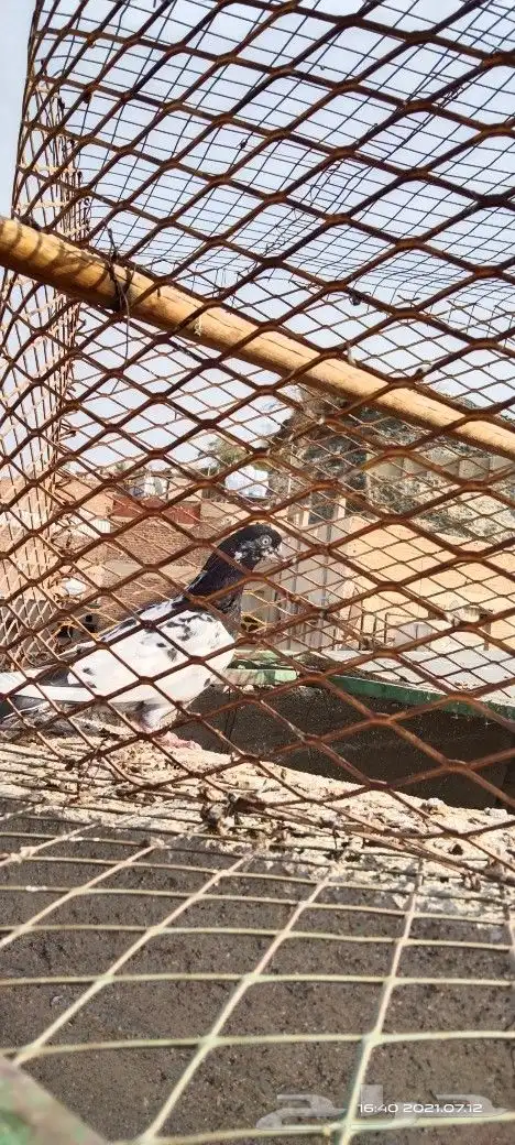 طبات تيدي صافيه 35