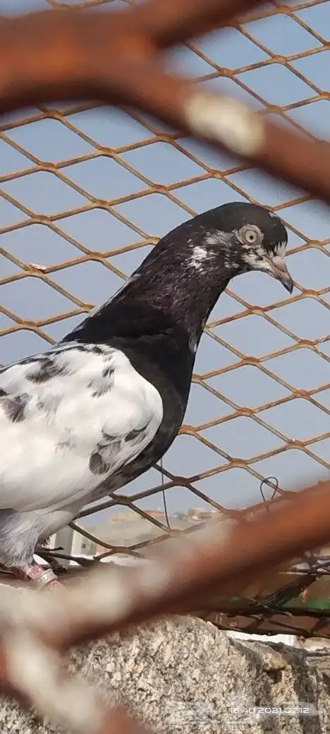 طبات تيدي صافيه 36