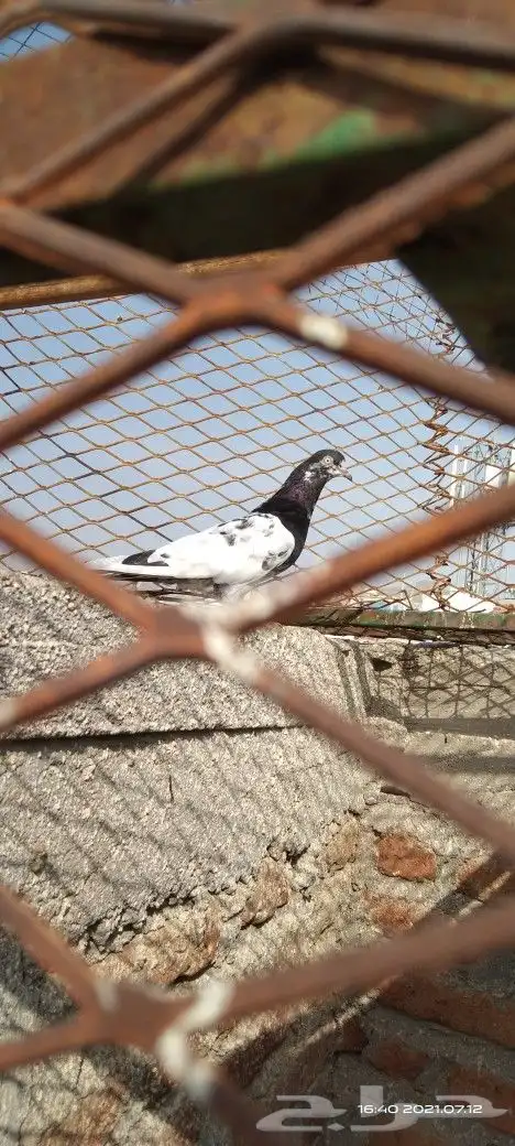 طبات تيدي صافيه 33