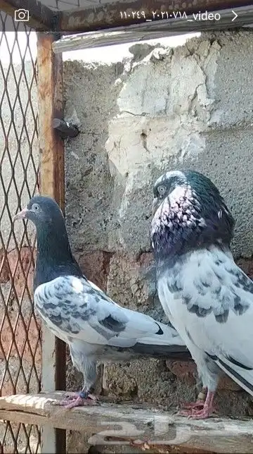 طبات تيدي صافيه 6