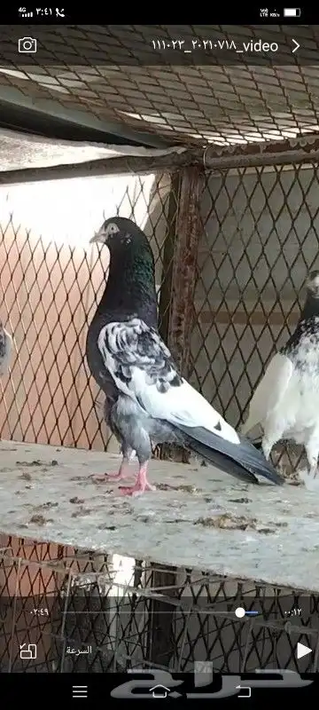 طبات تيدي صافيه 37