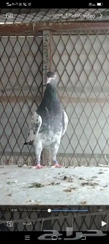 طبات تيدي صافيه 40