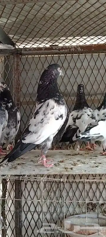 طبات تيدي صافيه 0