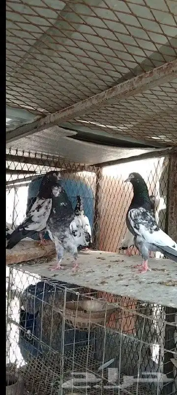 طبات تيدي صافيه 39