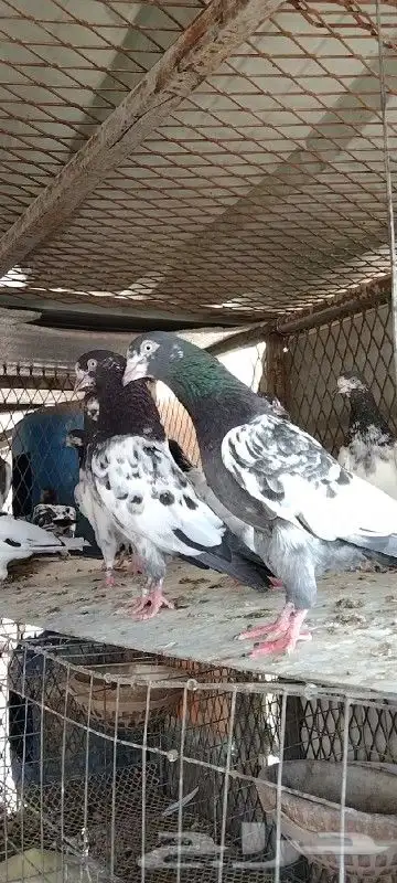 طبات تيدي صافيه 5