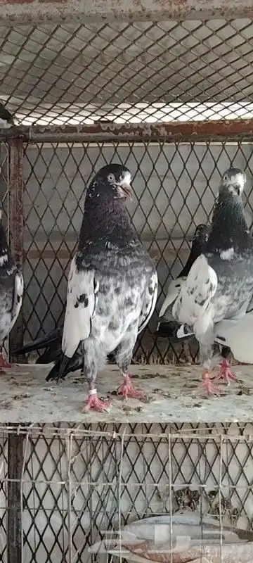 طبات تيدي صافيه 34