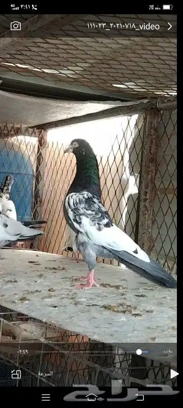 طبات تيدي صافيه 4