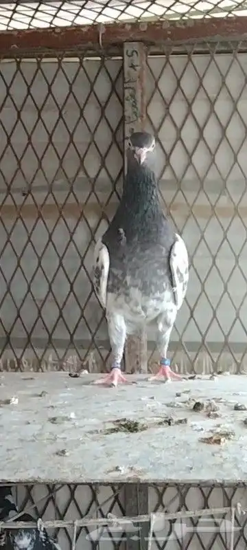 طبات تيدي صافيه 38