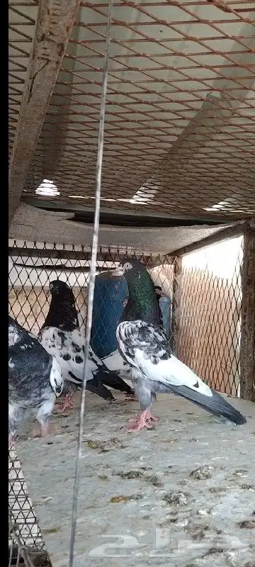 طبات تيدي صافيه 41