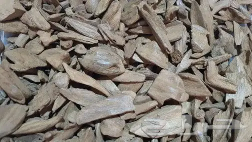 عود مروكي طبيعي طيب 2