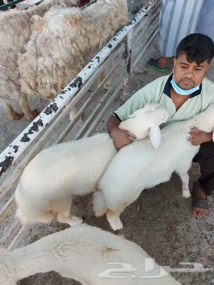 خروف علي السيخ 26