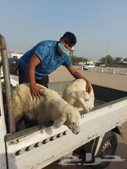 خروف علي السيخ 15