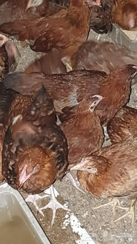 دجاج فرنسي احمر 3