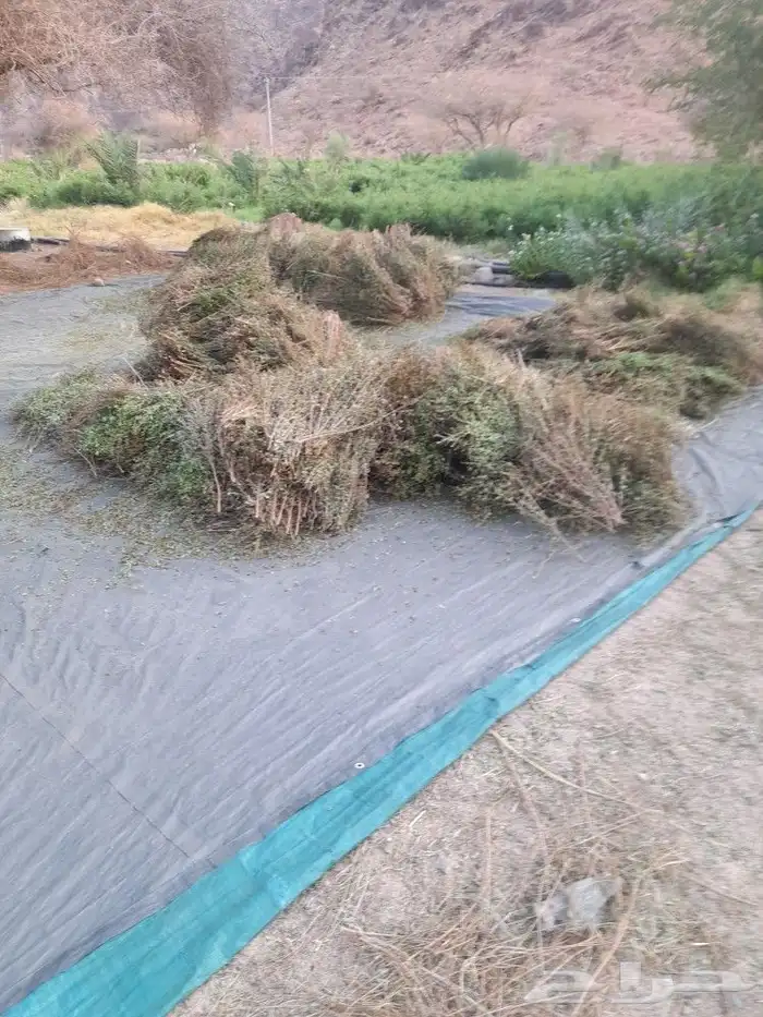 حناء ينبع مطحون  4