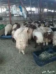 شوي خارجي استراحات منازل قصور مزارع شيف عماد 60